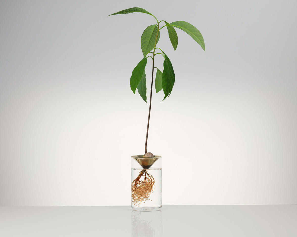 Floating Forest – vaso – ambientata