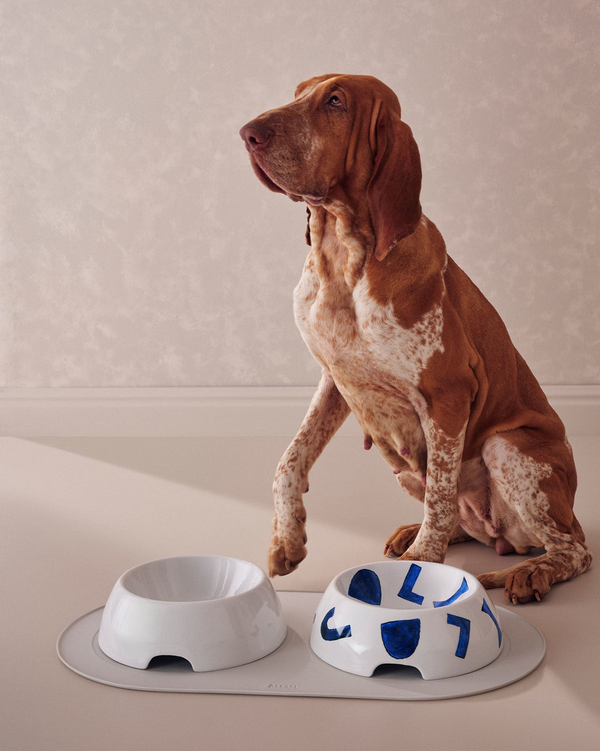 Itsumo pet – tappetino sottociotola per cani e gatti – ambientata