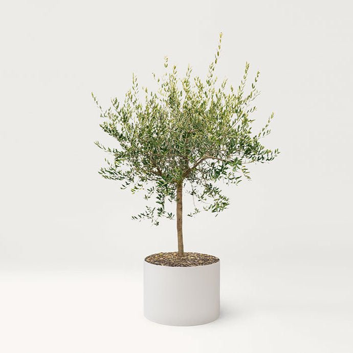 Landscapes Shield - Sag 80 - Paola Lenti - Complemento